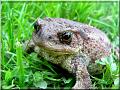 Bufo bufo-05